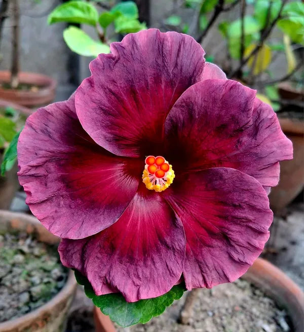 Premium Purple Maroon Hibiscus Flower seeds for Planting Colorful Display, Heirloom & GMO Free Seeds for Home Garden seeds