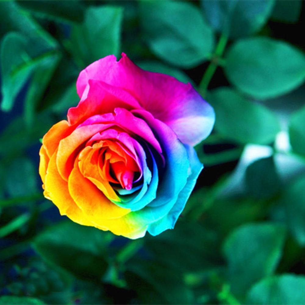 Semillas De Rosas Flower seeds for Planting Wildflower Mix Heirloom & GMO Free Seeds for Home Garden
