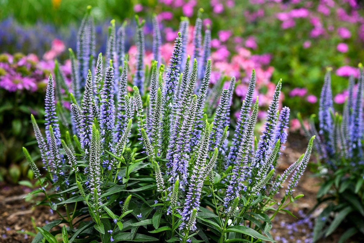 Veronica Flower seeds for Planting Pollinator Friendly Heirloom & GMO Free Seeds for Home Garden 
 
 Sale