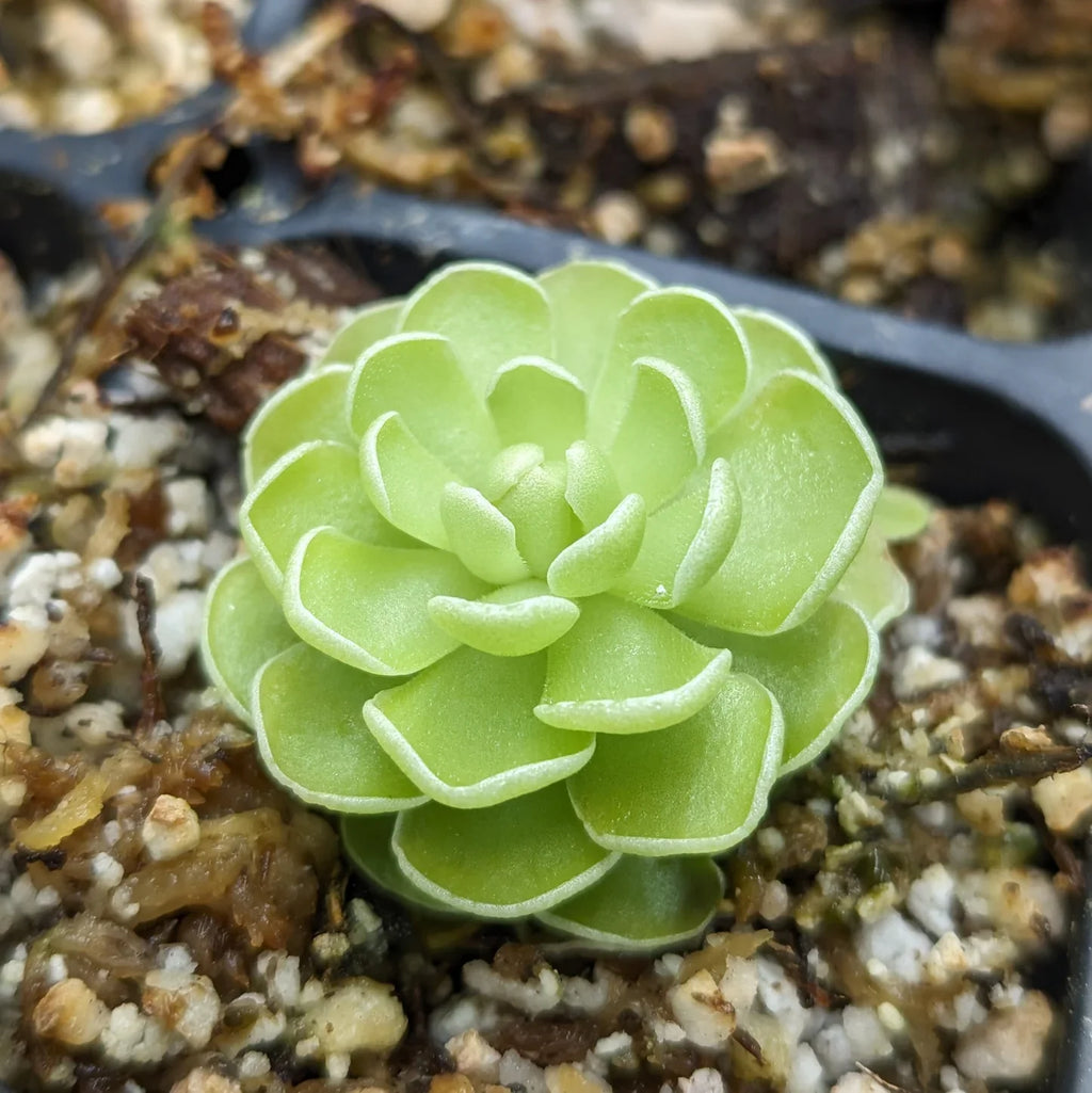 Butterwort Flower seeds for Planting Easy to Grow, Heirloom & GMO Free Seeds for Home Garden vegetable and garden seeds
