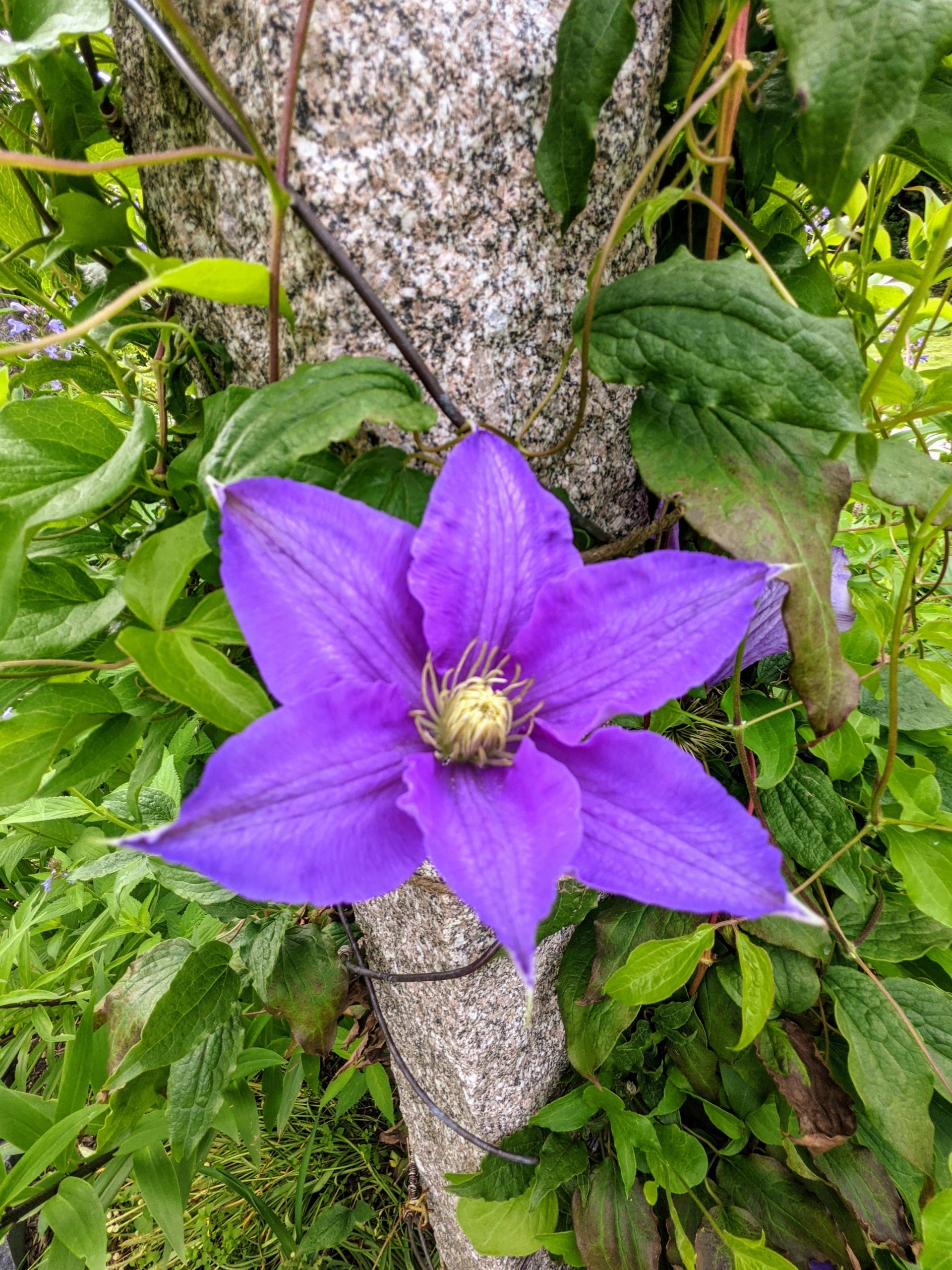 Purple Clematis Flower seeds for Planting Fragrant Blossoms, Heirloom & GMO Free Seeds for Home Garden vegetable and garden seeds