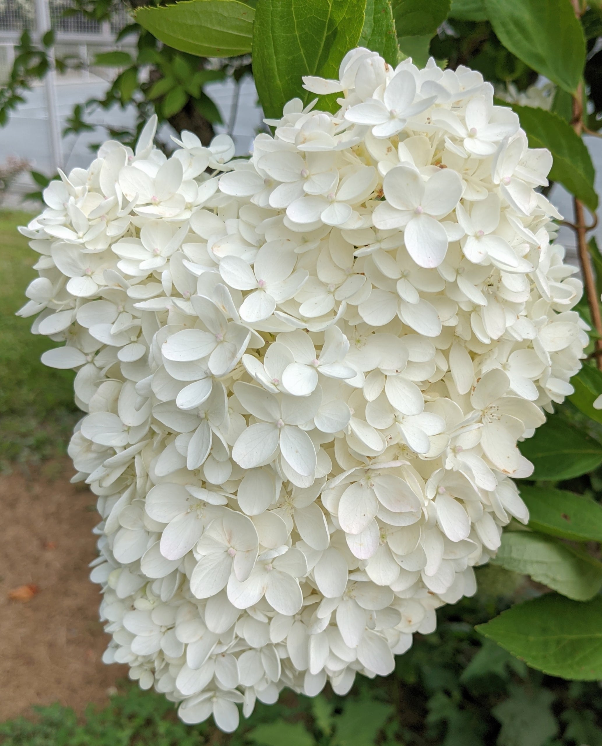 Hydrangea Flower seeds for Planting Premium Quality, Heirloom & GMO Free Seeds for Home Garden vegetable and garden seeds