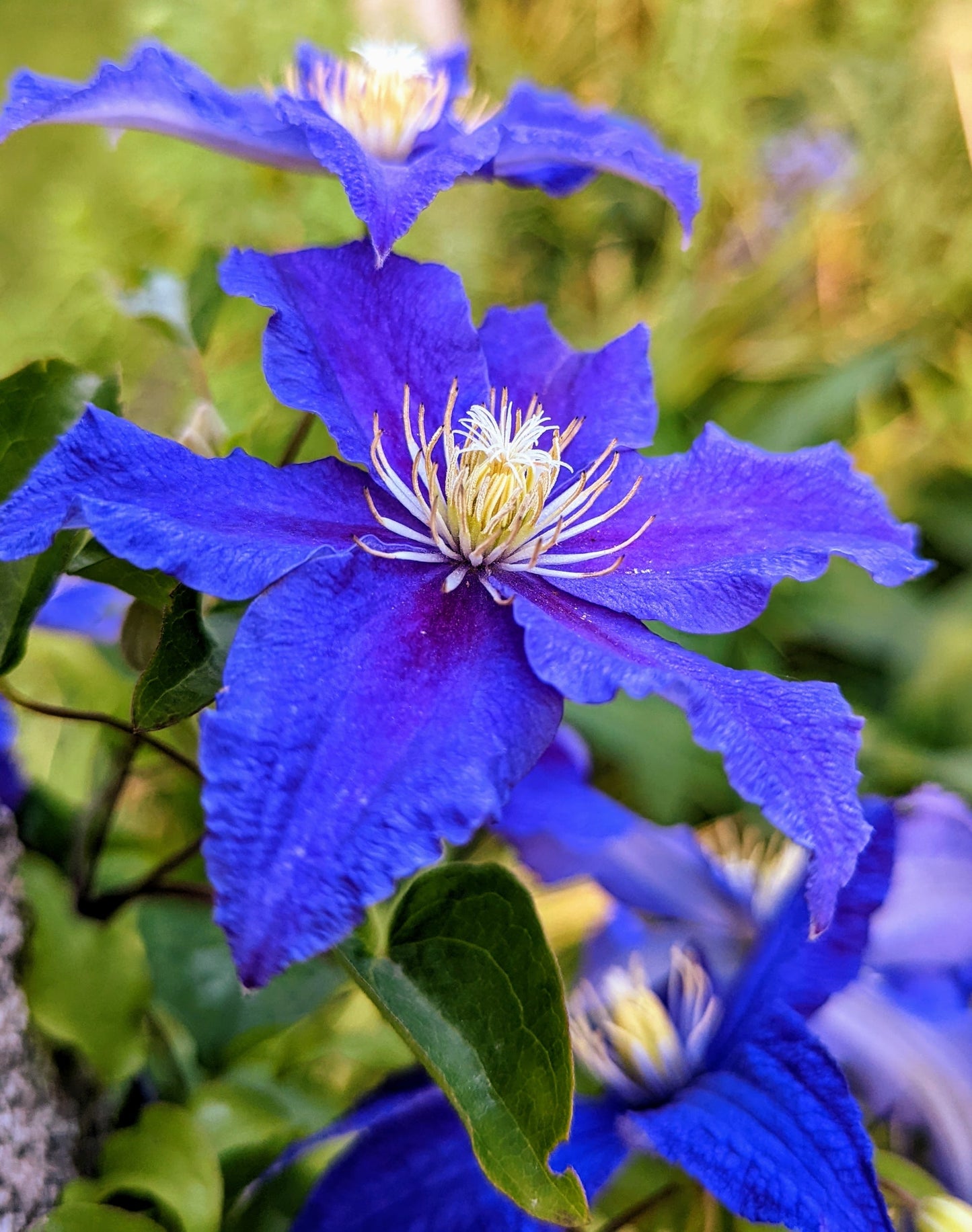 Clematis Hybrida Climbing Flower seeds for Planting Compact Growth Heirloom & GMO Free Seeds for Home Garden