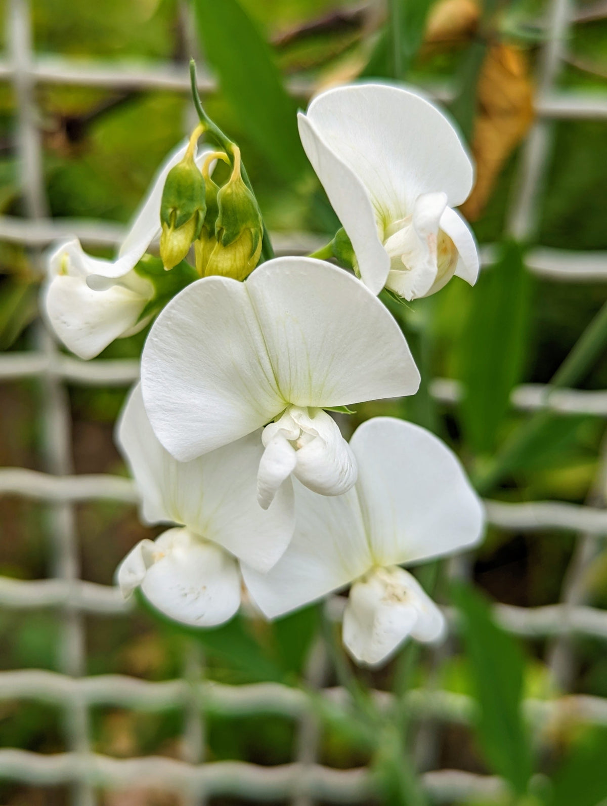 Heirloom Sweet Pea Flower seeds for Planting Cut Flower Favorite Heirloom & GMO Free Seeds for Home Garden