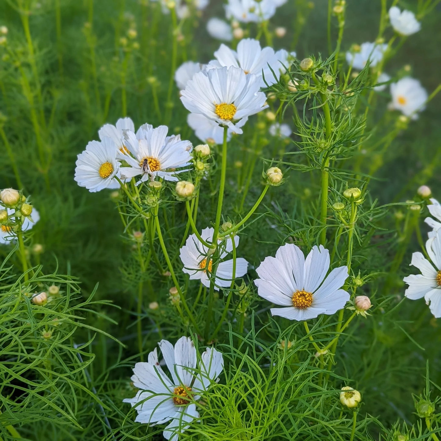 Cosmos Flower seeds for Planting Pollinator Friendly Heirloom & GMO Free Seeds for Home Garden
