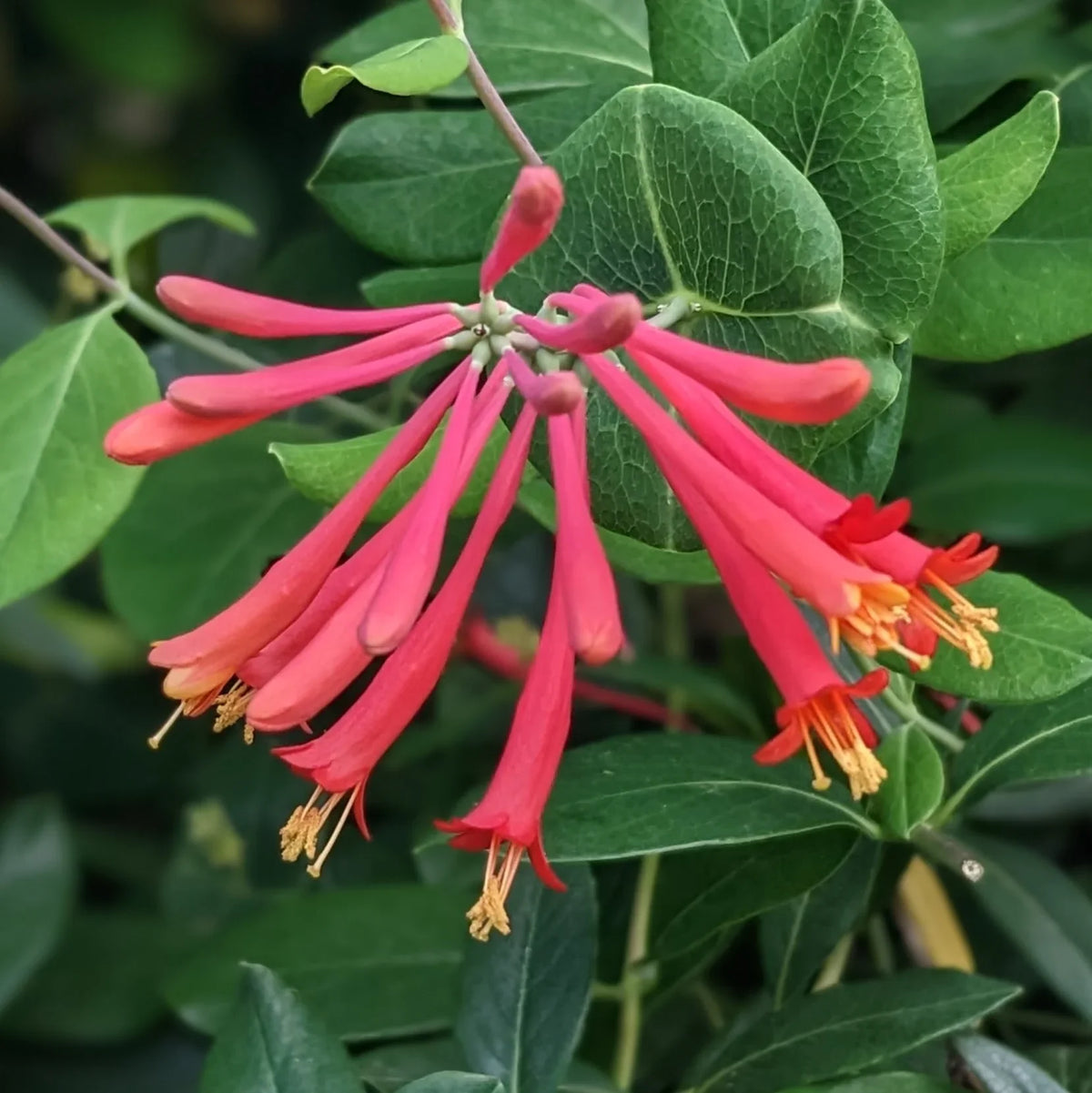 Honeysuckle Flower seeds for Planting - Long Bloom Season, Heirloom & GMO Free Seeds for Home Garden