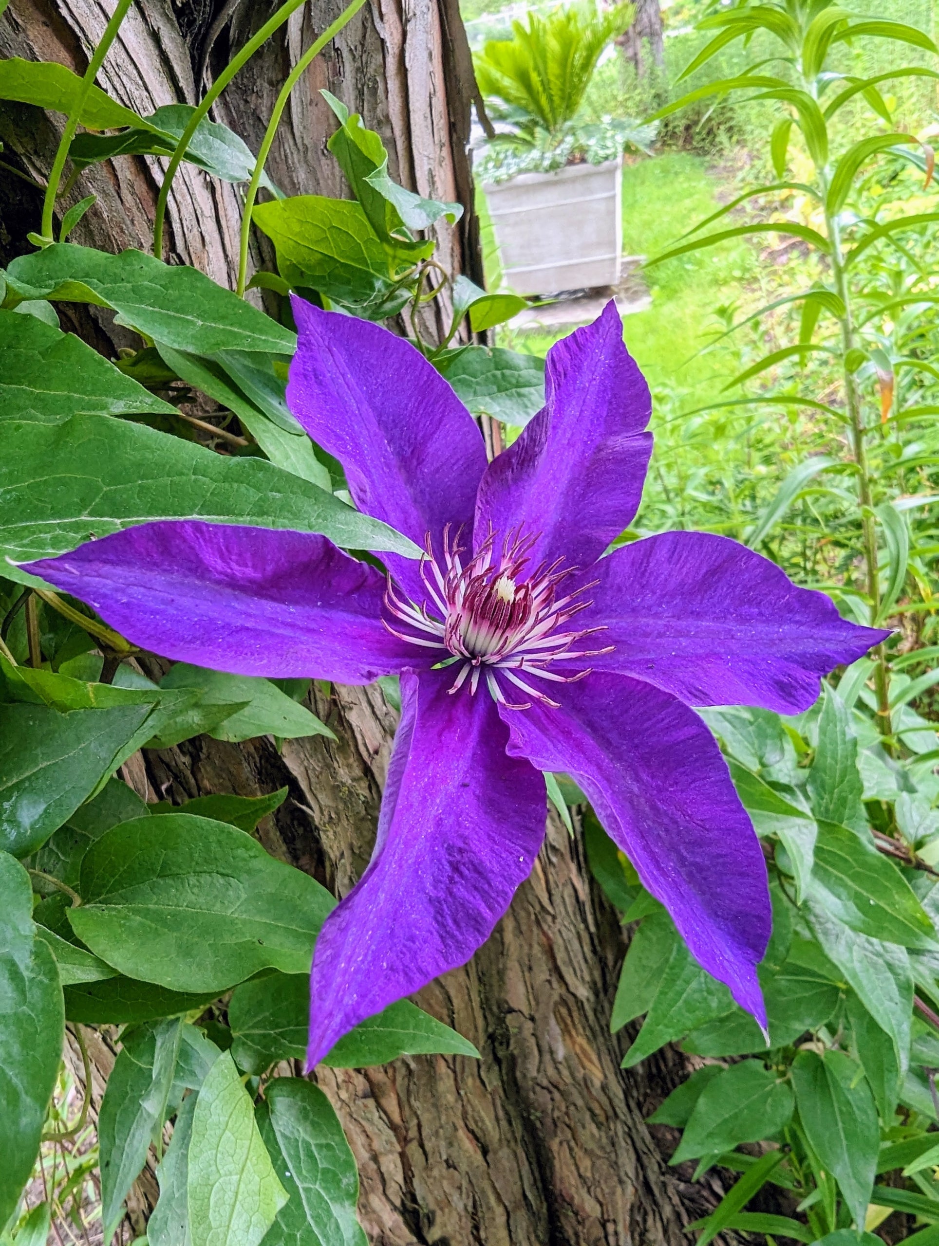 Premium Yellow Purple Clematis Flower seeds for Planting Pollinator Friendly, Heirloom & GMO Free Seeds for Home Garden seeds