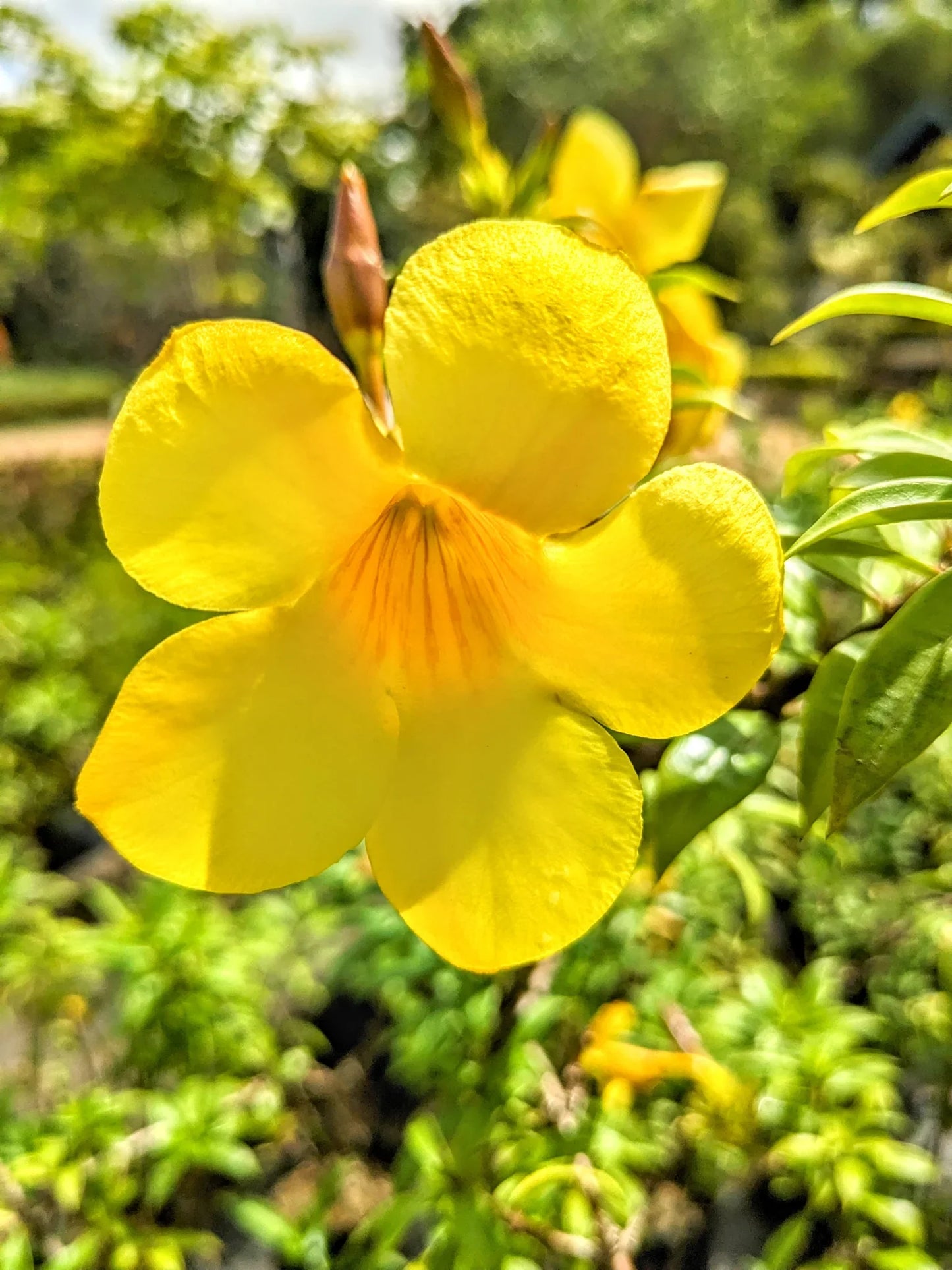Allamanda Flower seeds for Planting Fragrant Blossoms Heirloom & GMO Free Seeds for Home Garden