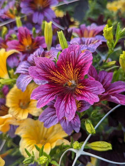 Salpiglossis Flower seeds for Planting Perfect for Borders Heirloom & GMO Free Seeds for Home Garden