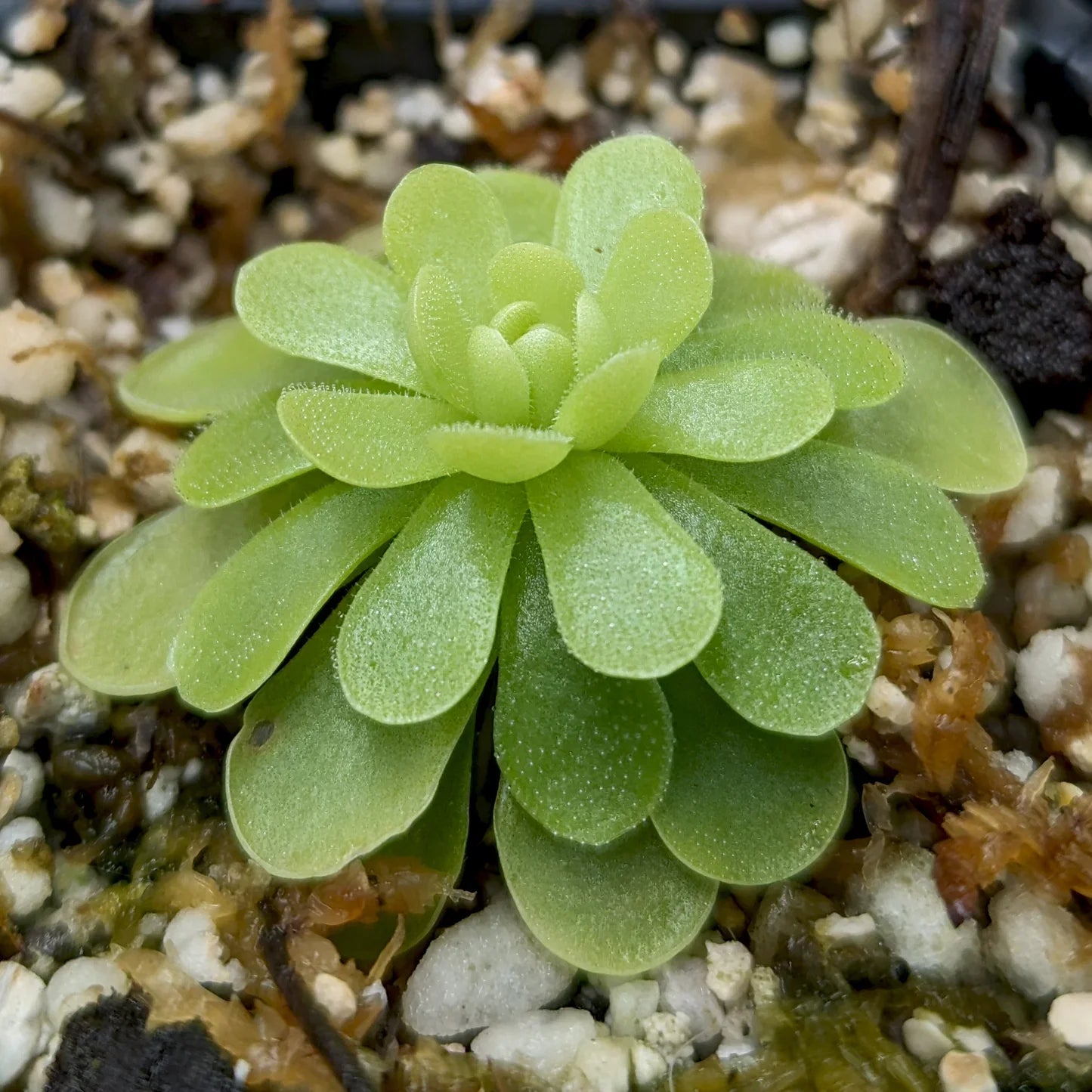 High quality Butterwort Flower seeds for Planting Easy to Grow, Heirloom & GMO Free Seeds for Home Garden seeds pack