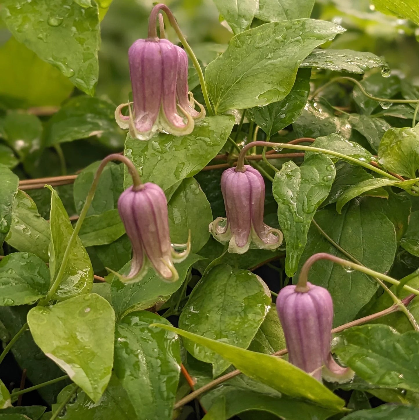 Clematis Reticulata Flower seeds for Planting Low Maintenance Heirloom & GMO Free Seeds for Home Garden