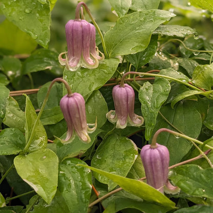 Clematis Reticulata Flower seeds for Planting Low Maintenance Heirloom & GMO Free Seeds for Home Garden