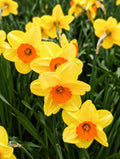 Daffodils Flower seeds for Planting Seasonal Bloomer, Heirloom & GMO Free Seeds for Home Garden seeds for planting