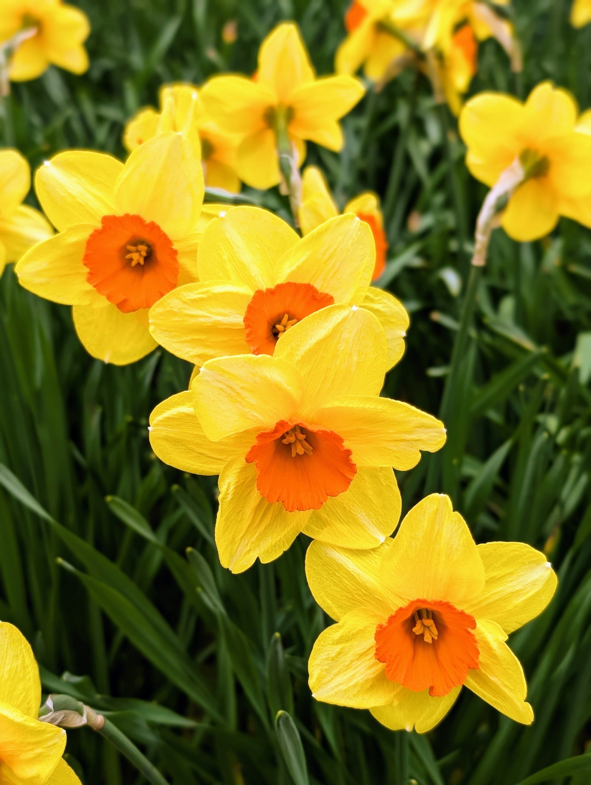Daffodils Flower seeds for Planting Seasonal Bloomer, Heirloom & GMO Free Seeds for Home Garden seeds for planting