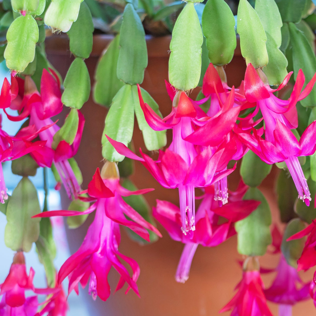 Schlumbergera Flower seeds for Planting Long Bloom Season Heirloom & GMO Free Seeds for Home Garden