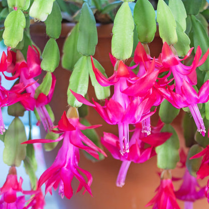 Schlumbergera Flower seeds for Planting Long Bloom Season Heirloom & GMO Free Seeds for Home Garden
