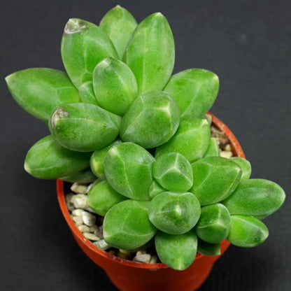 Pachyphytum (Pachyphytum Compactum) seeds for planting in home garden