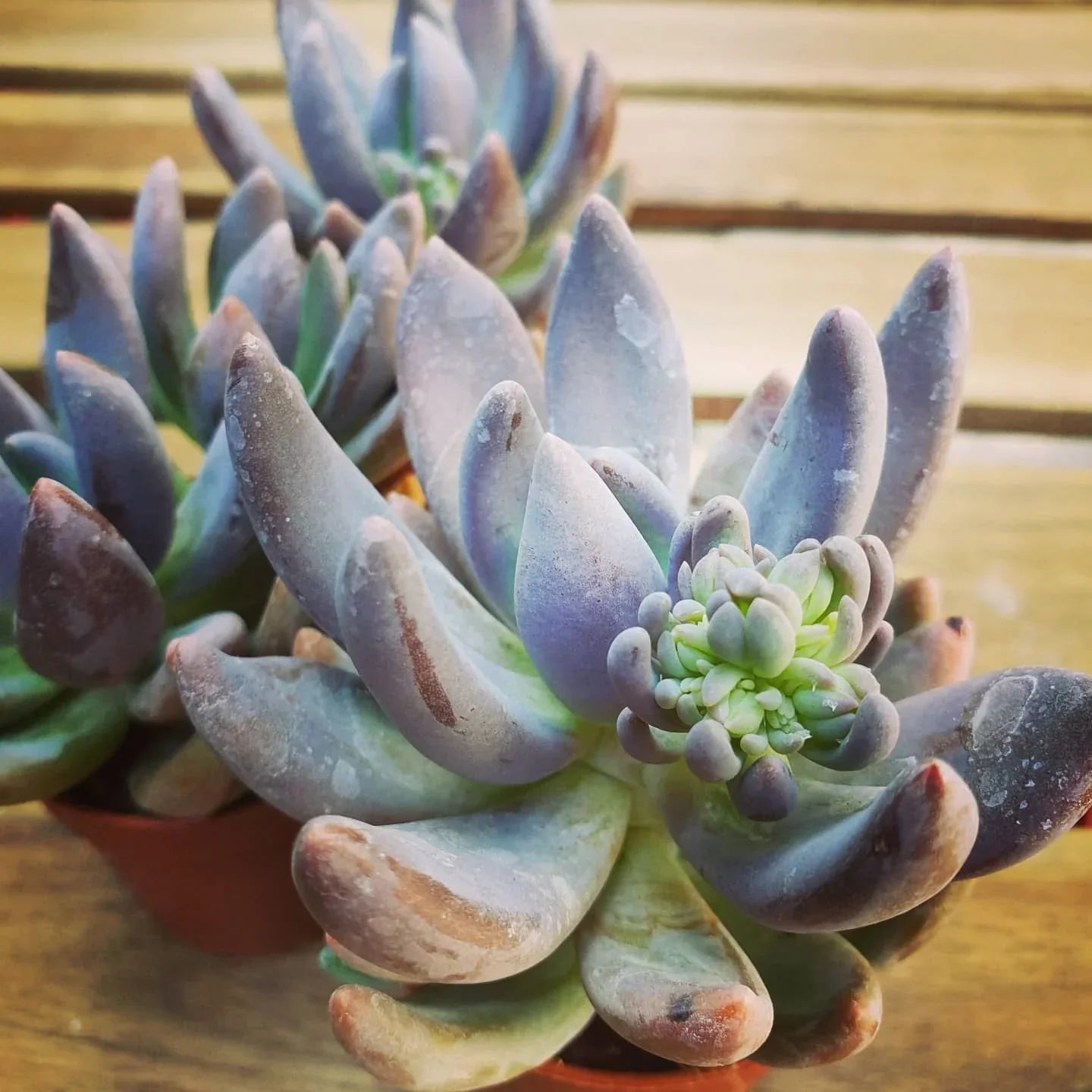 Pachyphytum Flower seeds for Planting Perfect for Borders Heirloom & GMO Free Seeds for Home Garden