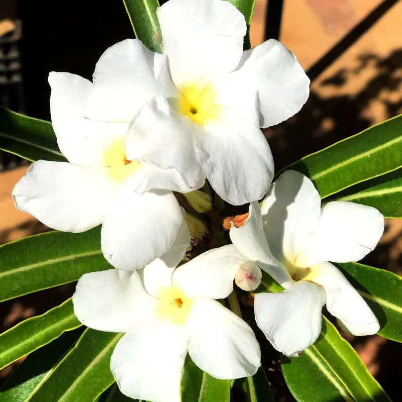 White Pachypodium Lamerei Flower seeds for Planting Garden Favorite, Heirloom & GMO Free Seeds for Home Garden seeds for planting