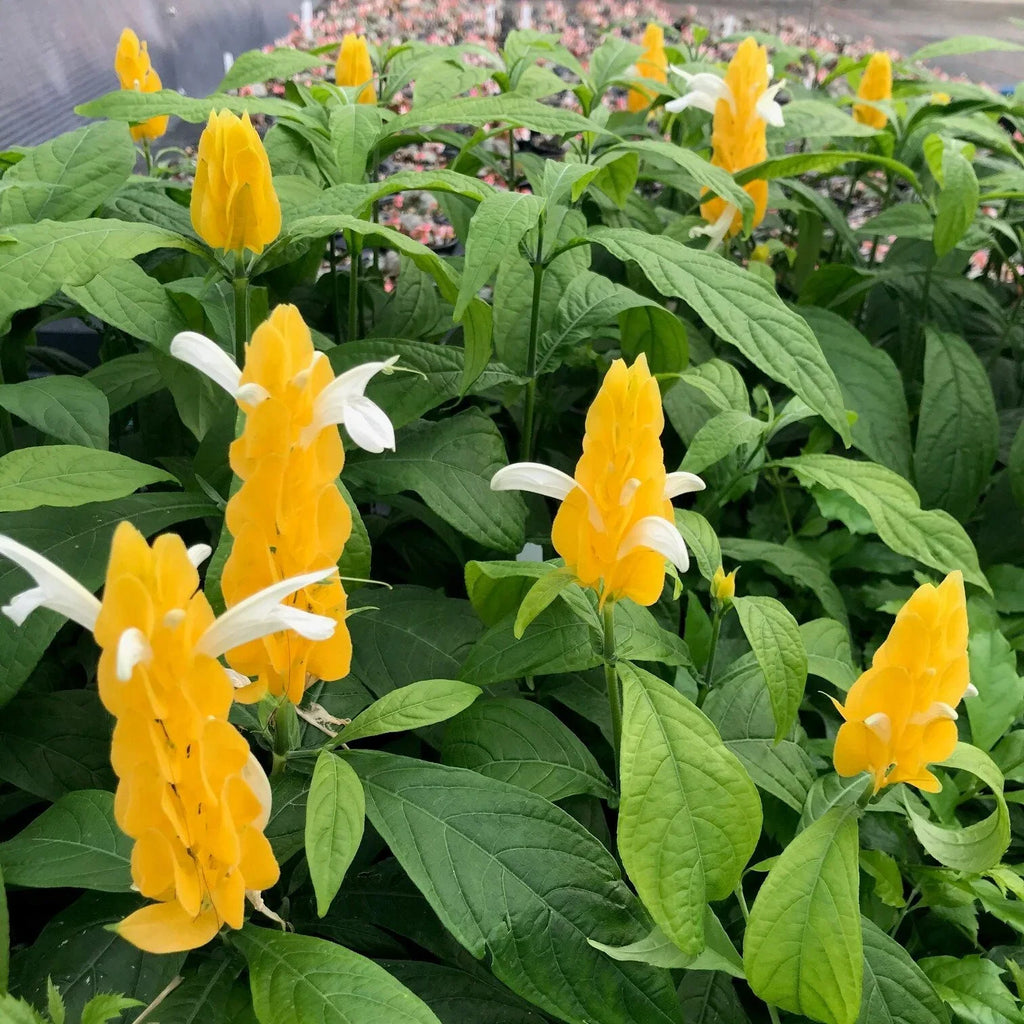 Yellow Pachystachys Lutea Flower seeds for Planting Sun Loving, Heirloom & GMO Free Seeds for Home Garden vegetable and garden seeds