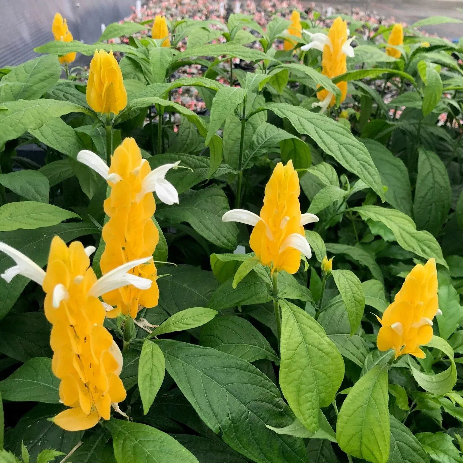 Yellow Pachystachys Lutea Flower seeds for Planting Sun Loving, Heirloom & GMO Free Seeds for Home Garden vegetable and garden seeds