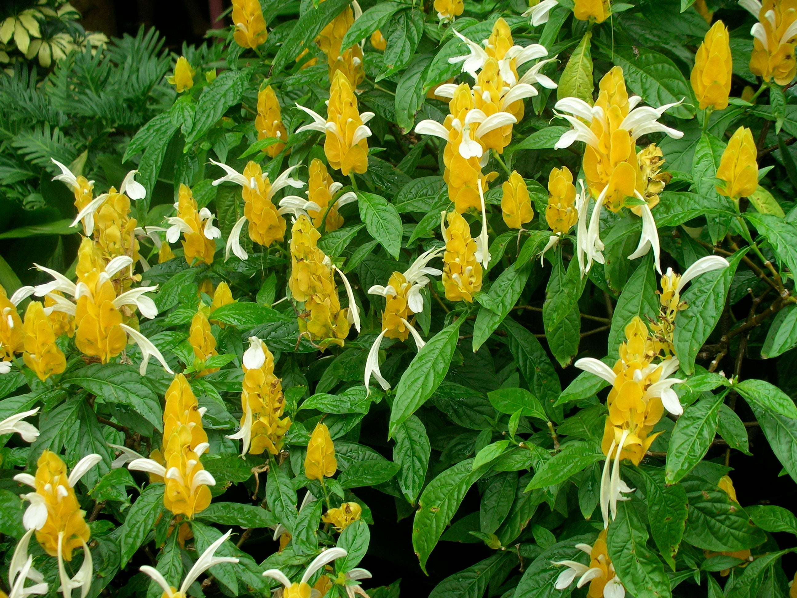 Pachystachys Lutea Flower seeds for Planting Bright Blooms, Heirloom & GMO Free Seeds for Home Garden vegetable and garden seeds