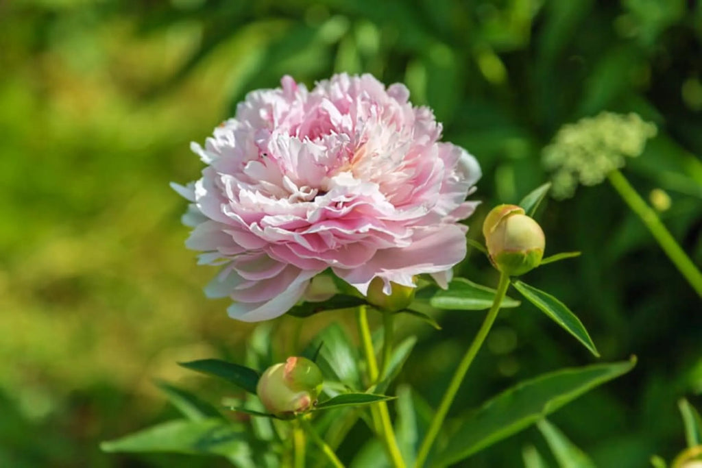 High quality Pink Paeonia Flower seeds for Planting Vibrant Colors, Heirloom & GMO Free Seeds for Home Garden seeds pack