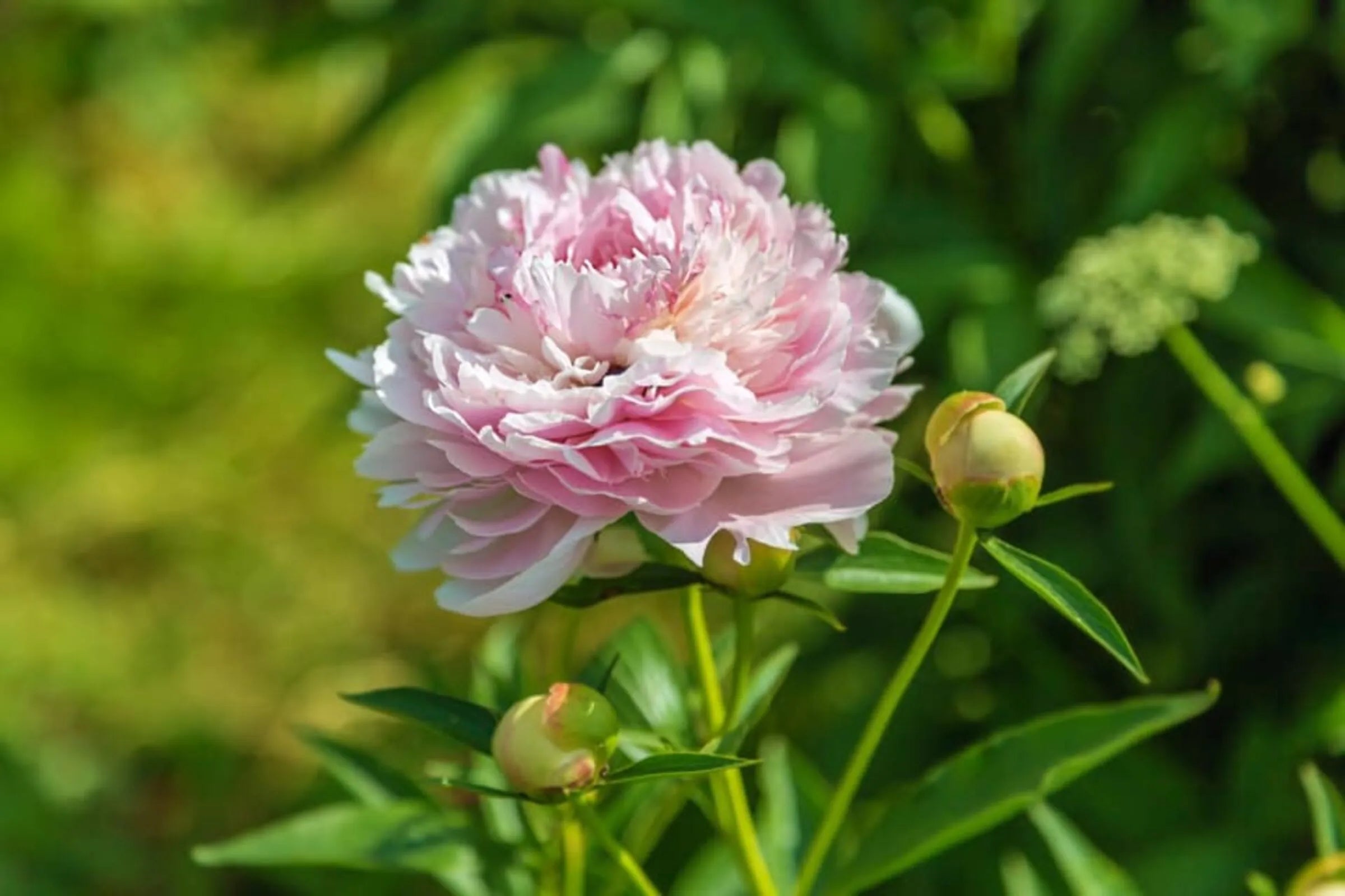 High quality Pink Paeonia Flower seeds for Planting Vibrant Colors, Heirloom & GMO Free Seeds for Home Garden seeds pack