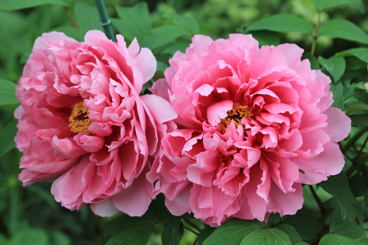Suffruticosa Flower seeds for Planting Compact Growth Heirloom & GMO Free Seeds for Home Garden