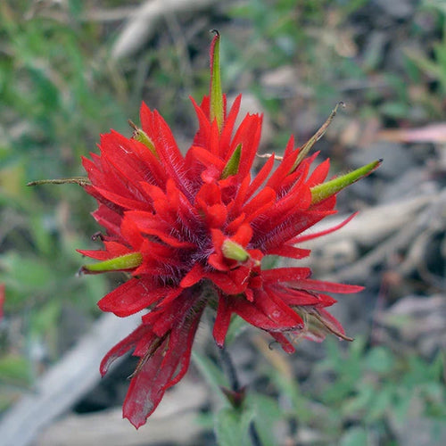 Premium Castilleja Flower seeds for Planting Seasonal Bloomer, Heirloom & GMO Free Seeds for Home Garden seeds
