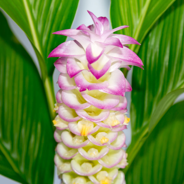 Premium Pink Turmeric Flower seeds for Planting Pollinator Friendly, Heirloom & GMO Free Seeds for Home Garden seeds