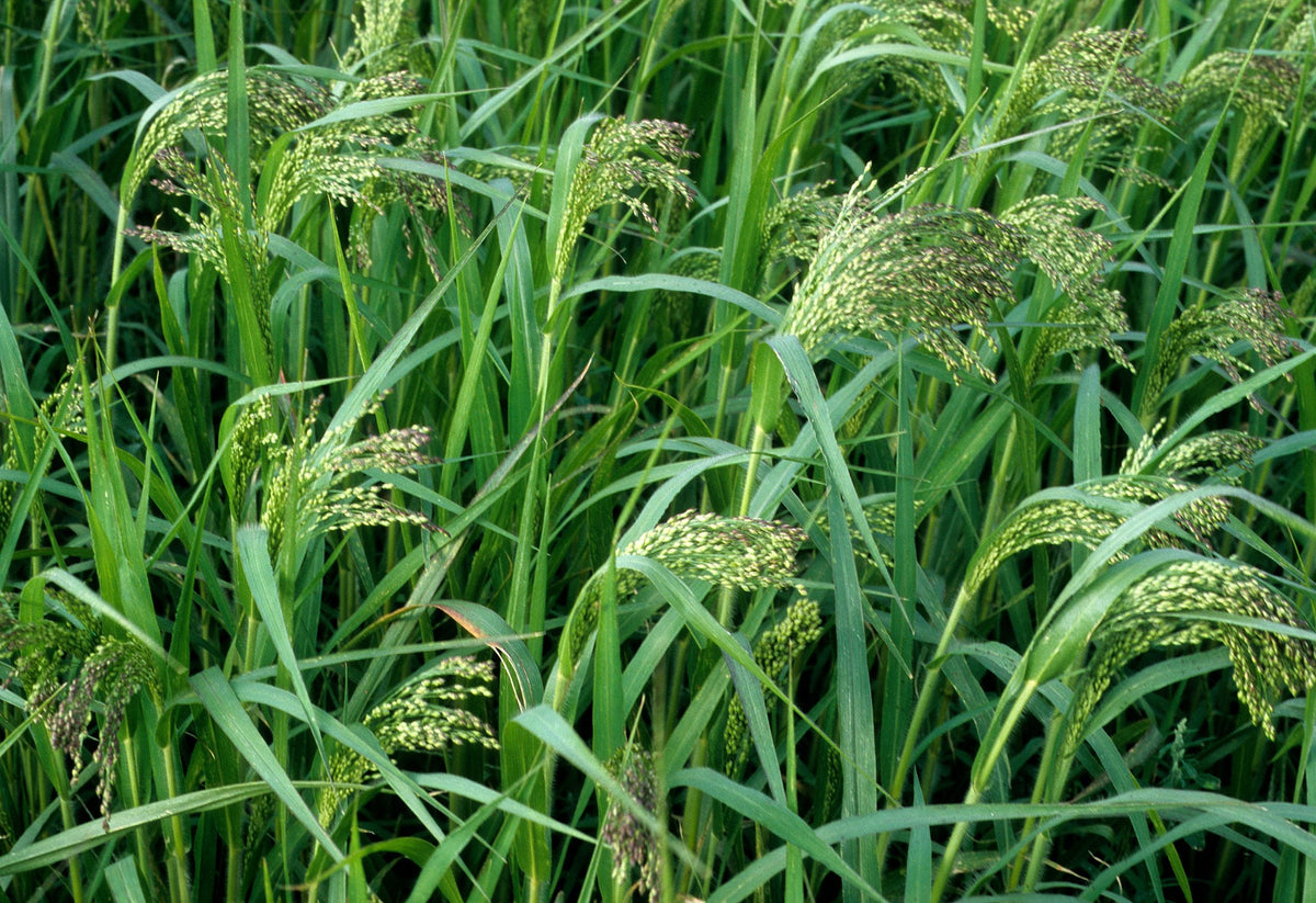 White Proso Millet Flower seeds for Planting - Cottage Garden Essential, Heirloom & GMO Free Seeds for Home Garden