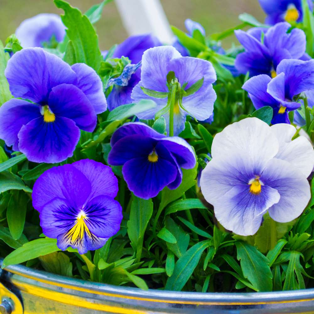 Deepblue Pansy Flower seeds for Planting Fragrant Blossoms, Heirloom & GMO Free Seeds for Home Garden vegetable and garden seeds