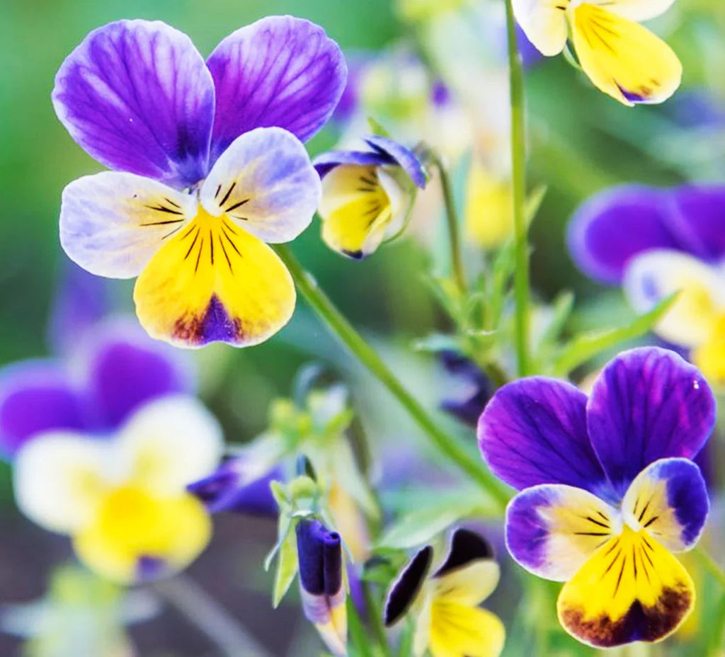 Purple White Viola Flower seeds for Planting Shade Tolerant, Heirloom & GMO Free Seeds for Home Garden vegetable and garden seeds