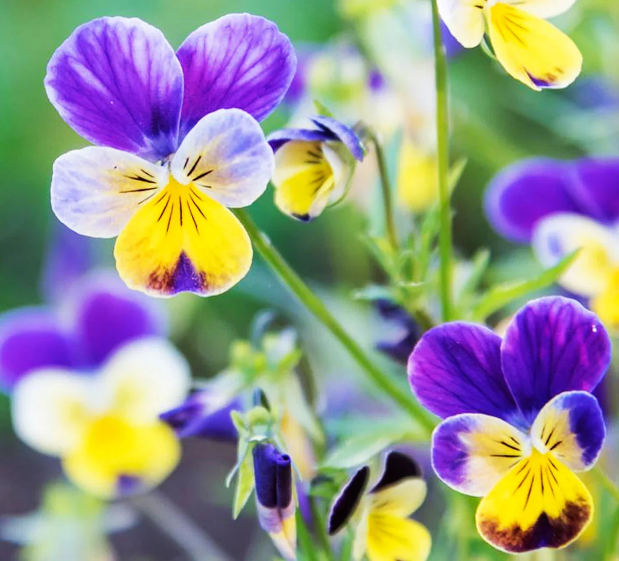 Purple White Viola Flower seeds for Planting Shade Tolerant, Heirloom & GMO Free Seeds for Home Garden vegetable and garden seeds