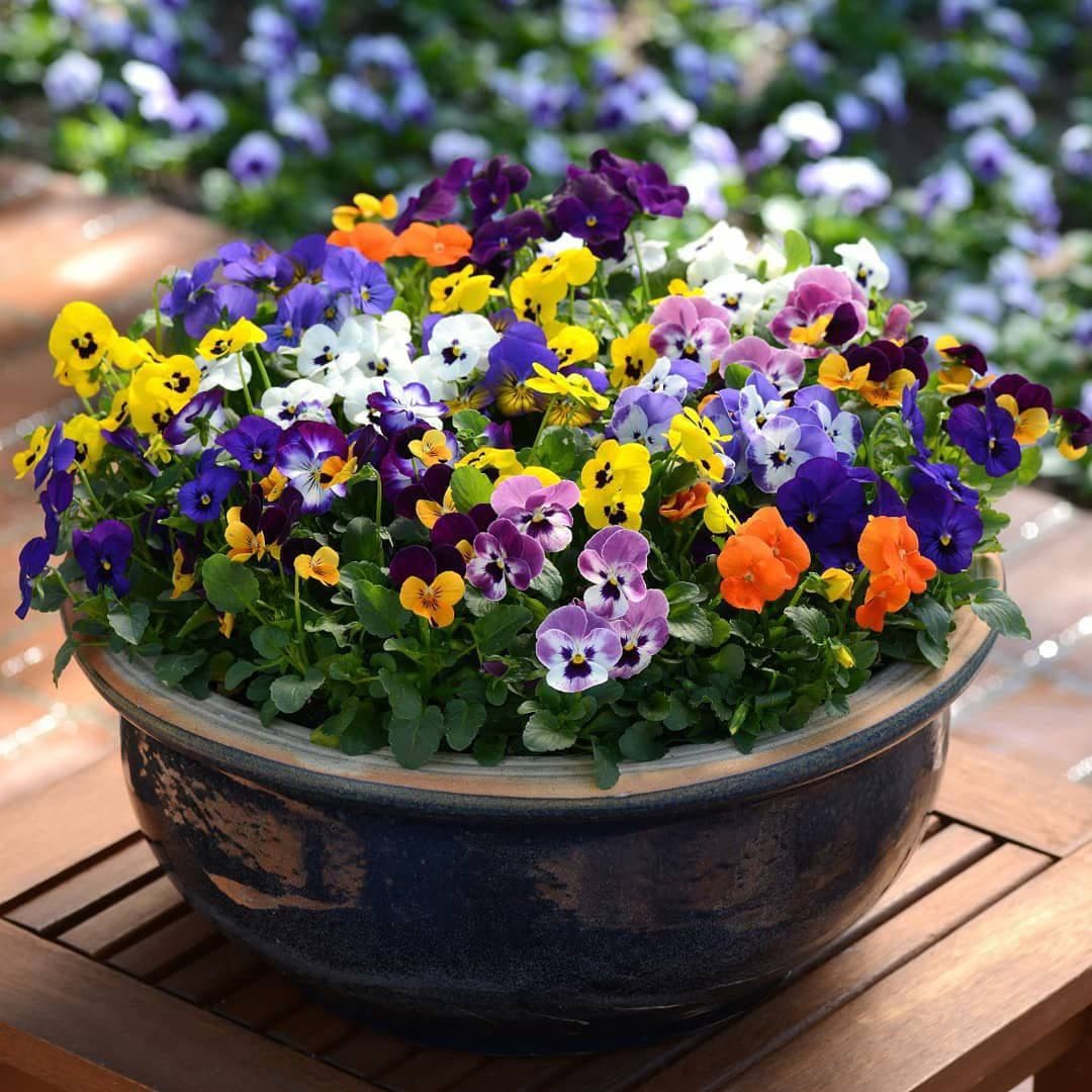 Mixed Pansy Perennial Flower seeds for Planting Wildflower Mix, Heirloom & GMO Free Seeds for Home Garden vegetable and garden seeds