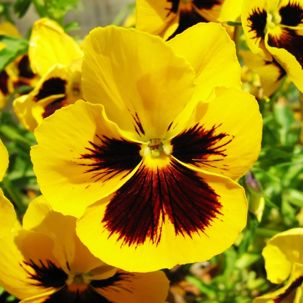 Yellow Pansy Flower seeds for Planting Perfect for Borders, Heirloom & GMO Free Seeds for Home Garden seeds for planting
