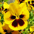Yellow Pansy Flower seeds for Planting Perfect for Borders, Heirloom & GMO Free Seeds for Home Garden seeds for planting