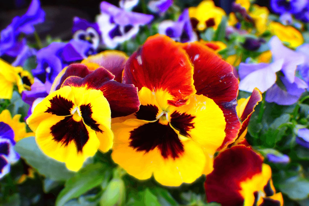 Pansy Flower seeds for Planting Cottage Garden Essential, Heirloom & GMO Free Seeds for Home Garden vegetable and garden seeds