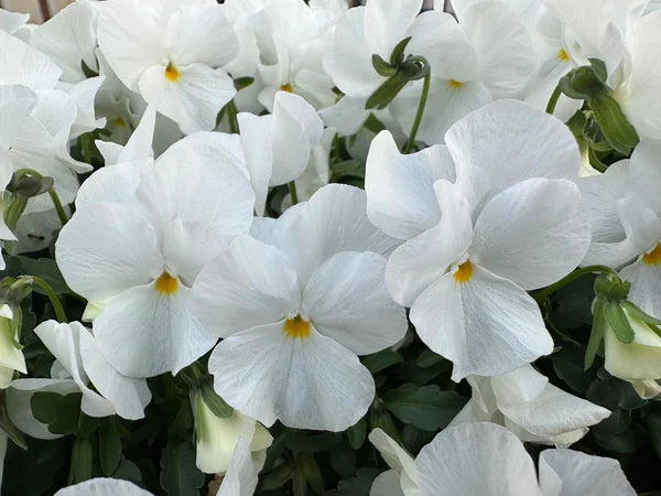 Premium Pansy White Flower seeds for Planting Bright Blooms, Heirloom & GMO Free Seeds for Home Garden seeds