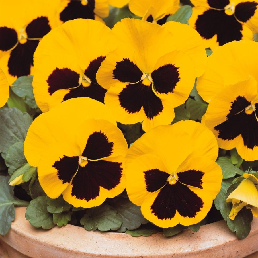 Yellow Pansy Flower seeds for Planting Perfect for Borders, Heirloom & GMO Free Seeds for Home Garden vegetable and garden seeds