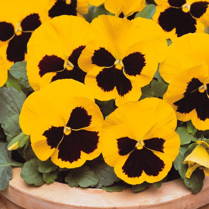 Yellow Pansy Flower seeds for Planting Perfect for Borders, Heirloom & GMO Free Seeds for Home Garden vegetable and garden seeds