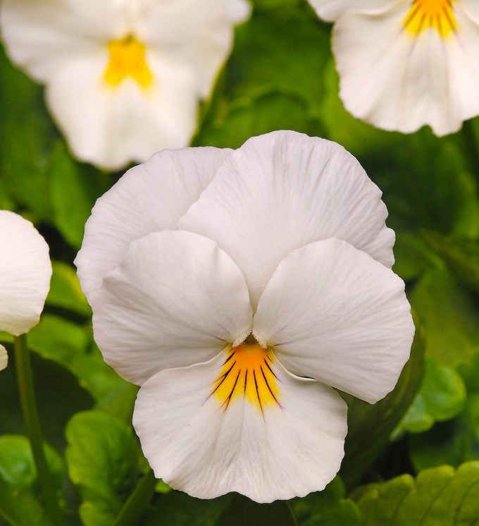 Pansy White Flower seeds for Planting Bright Blooms, Heirloom & GMO Free Seeds for Home Garden vegetable and garden seeds