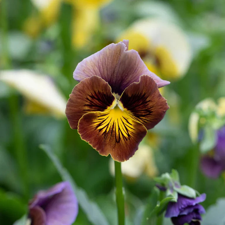 Chocolate Perennial Flower seeds for Planting Drought Tolerant Heirloom & GMO Free Seeds for Home Garden