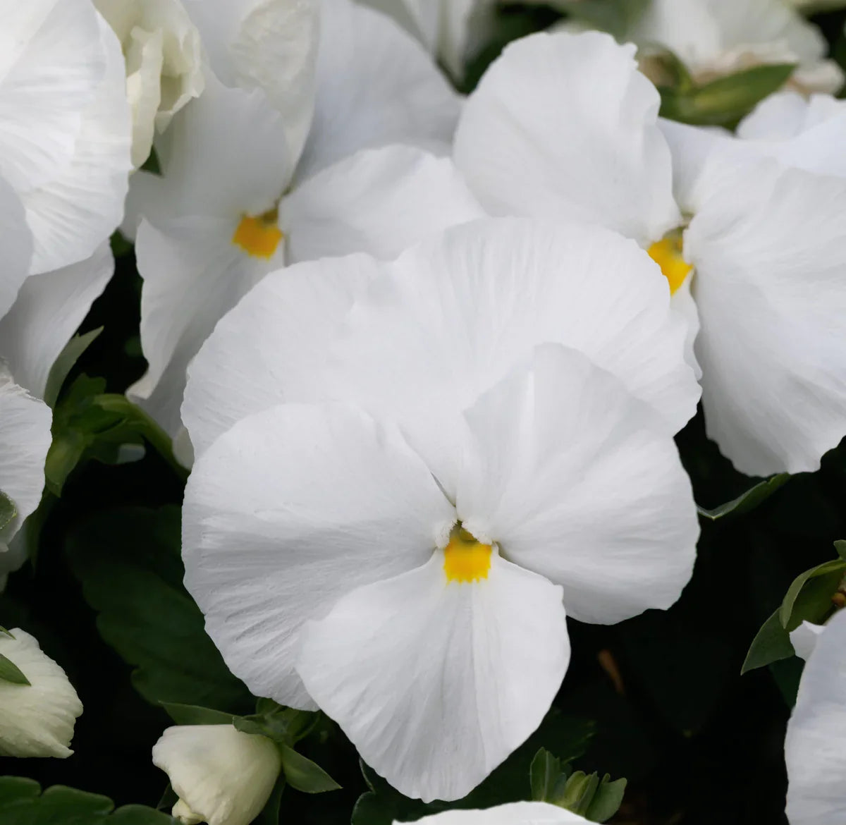 Heirloom Pansy Flower seeds for Planting Compact Growth Heirloom & GMO Free Seeds for Home Garden