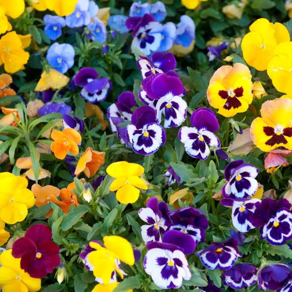 Double Pansy Rococo Flower seeds for Planting Cut Flower Favorite Heirloom & GMO Free Seeds for Home Garden