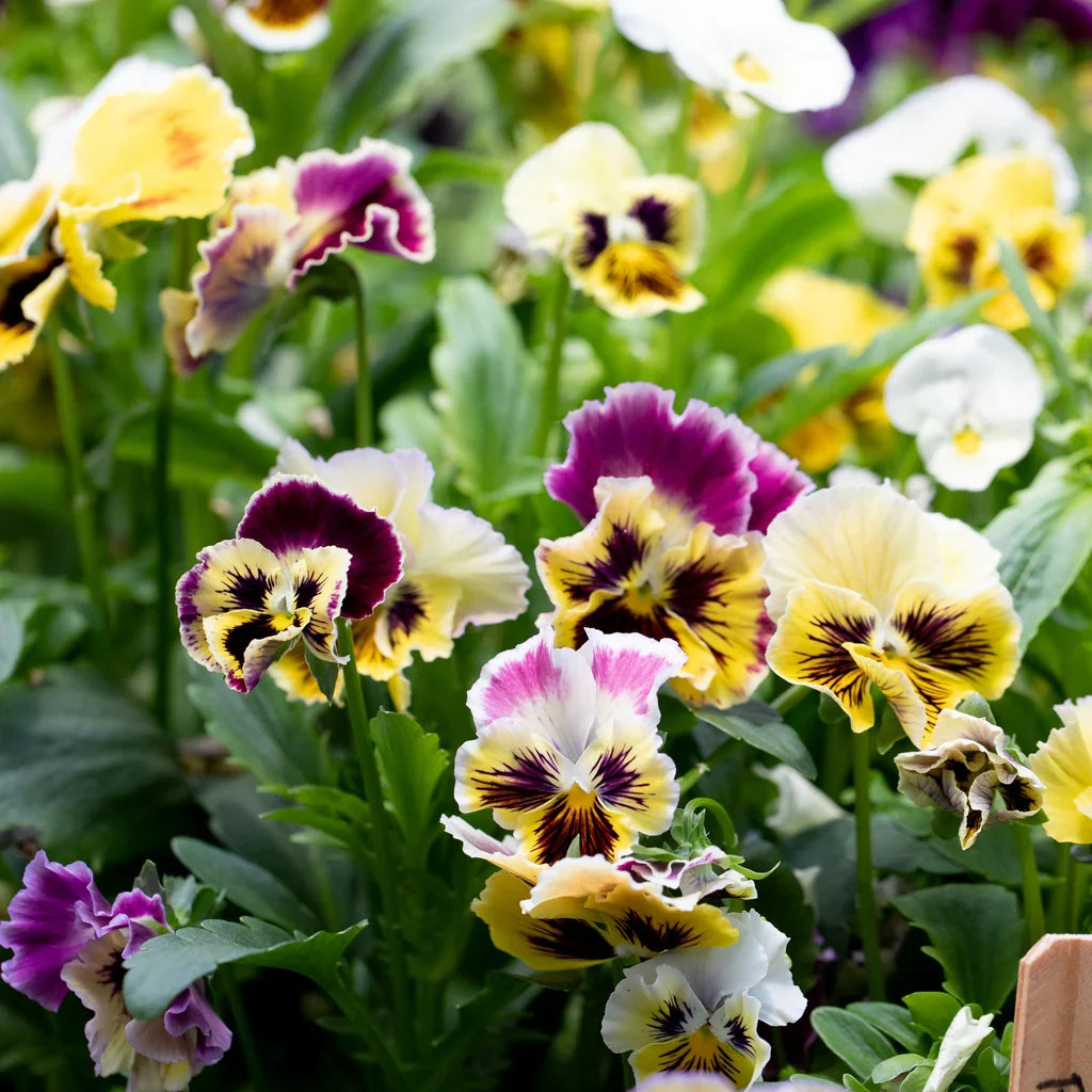 Double Pansy Rococo Flower seeds for Planting Cut Flower Favorite Heirloom & GMO Free Seeds for Home Garden