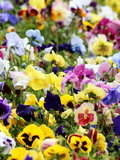 Pansy Swiss Flower seeds for Planting Hardy Variety Heirloom & GMO Free Seeds for Home Garden