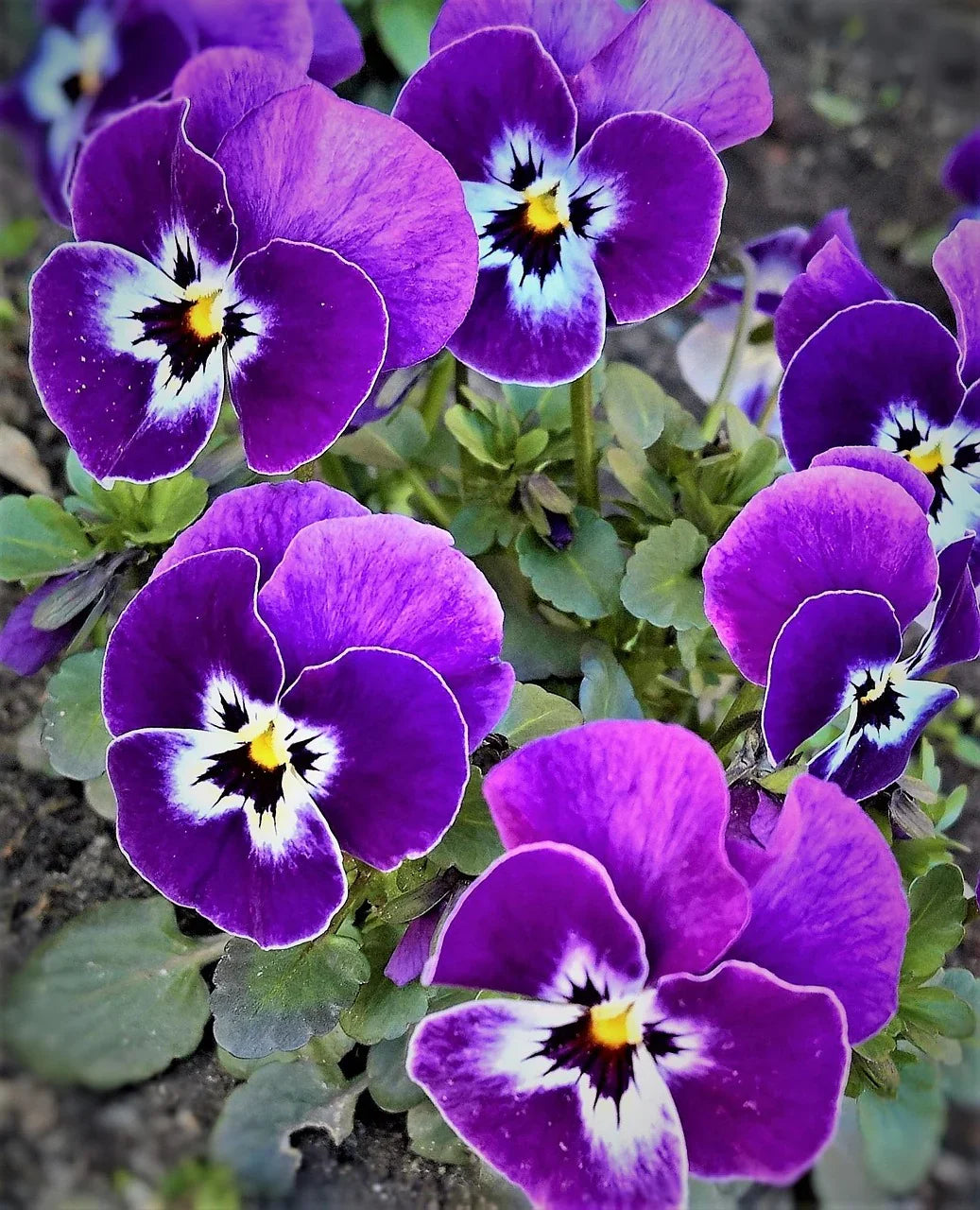 Violet Pansy Flower seeds for Planting Compact Growth, Heirloom & GMO Free Seeds for Home Garden vegetable and garden seeds
