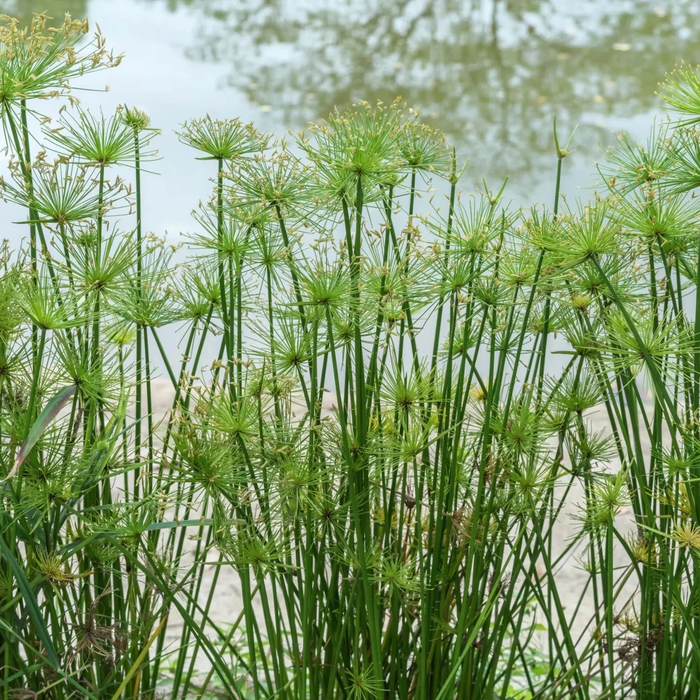 Egyptian Papyrus Flower seeds for Planting - Seasonal Bloomer, Heirloom & GMO Free Seeds for Home Garden
